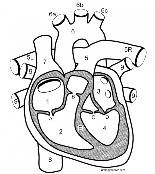 Heart Labeling Worksheet