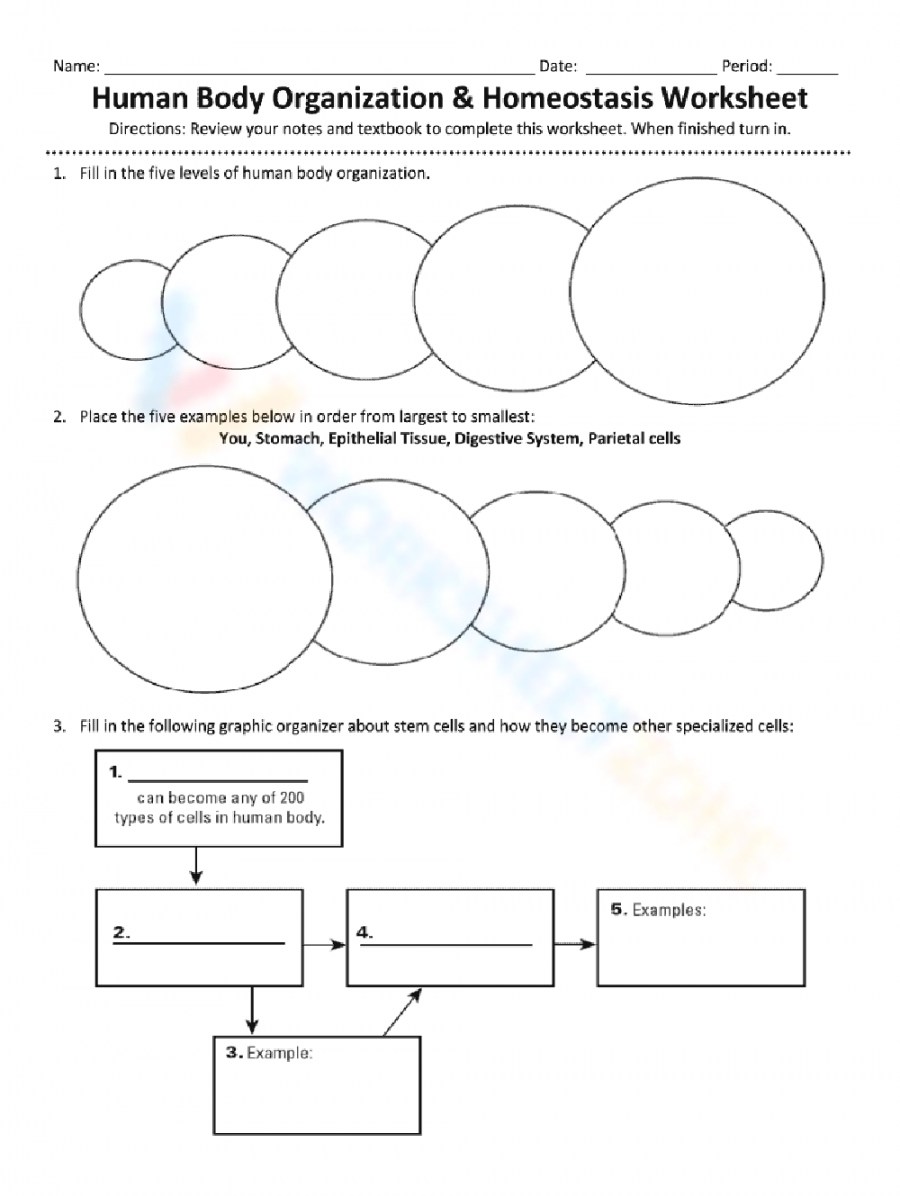 homeostasis worksheet