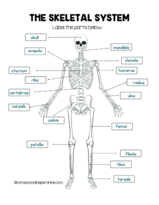 label the skeleton worksheet