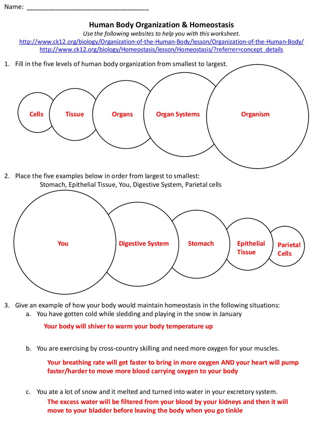Human Body Organization And Homeostasis Worksheet Key Exercices 