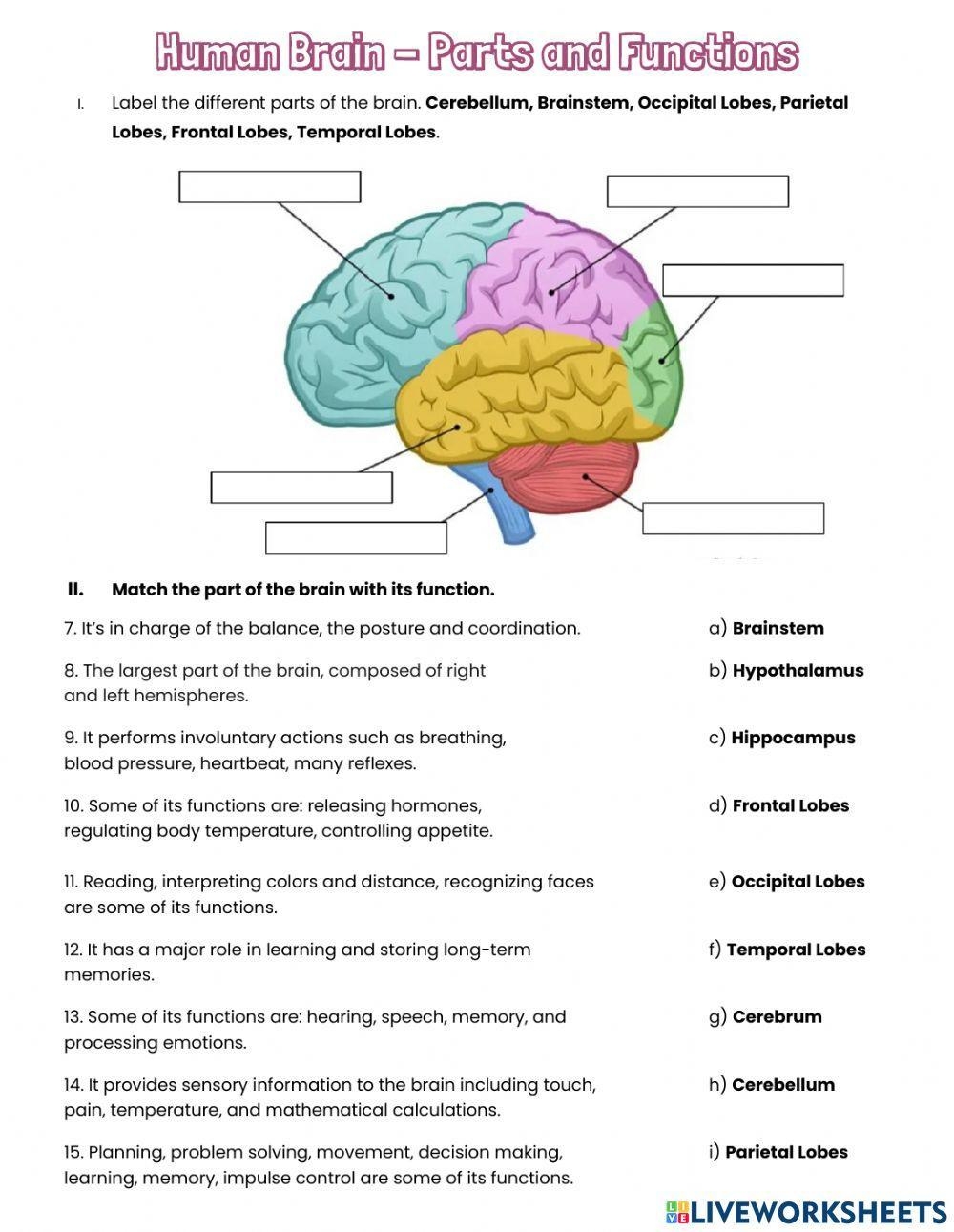 Human Brain Parts And Functions Worksheet Live Worksheets