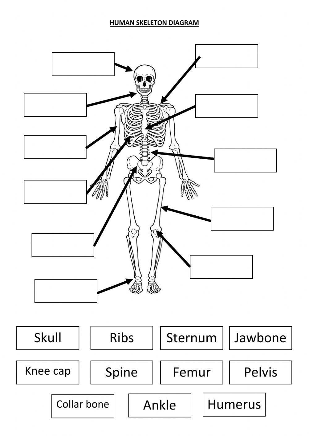 Human Skeleton Anatomy Activity Worksheet For 5th 10th Grade 