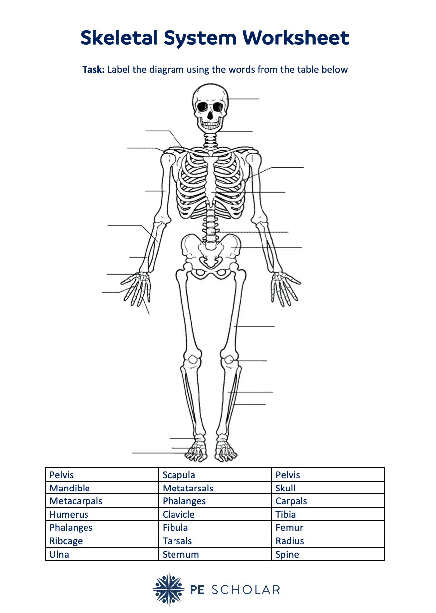 label the human skeleton worksheet