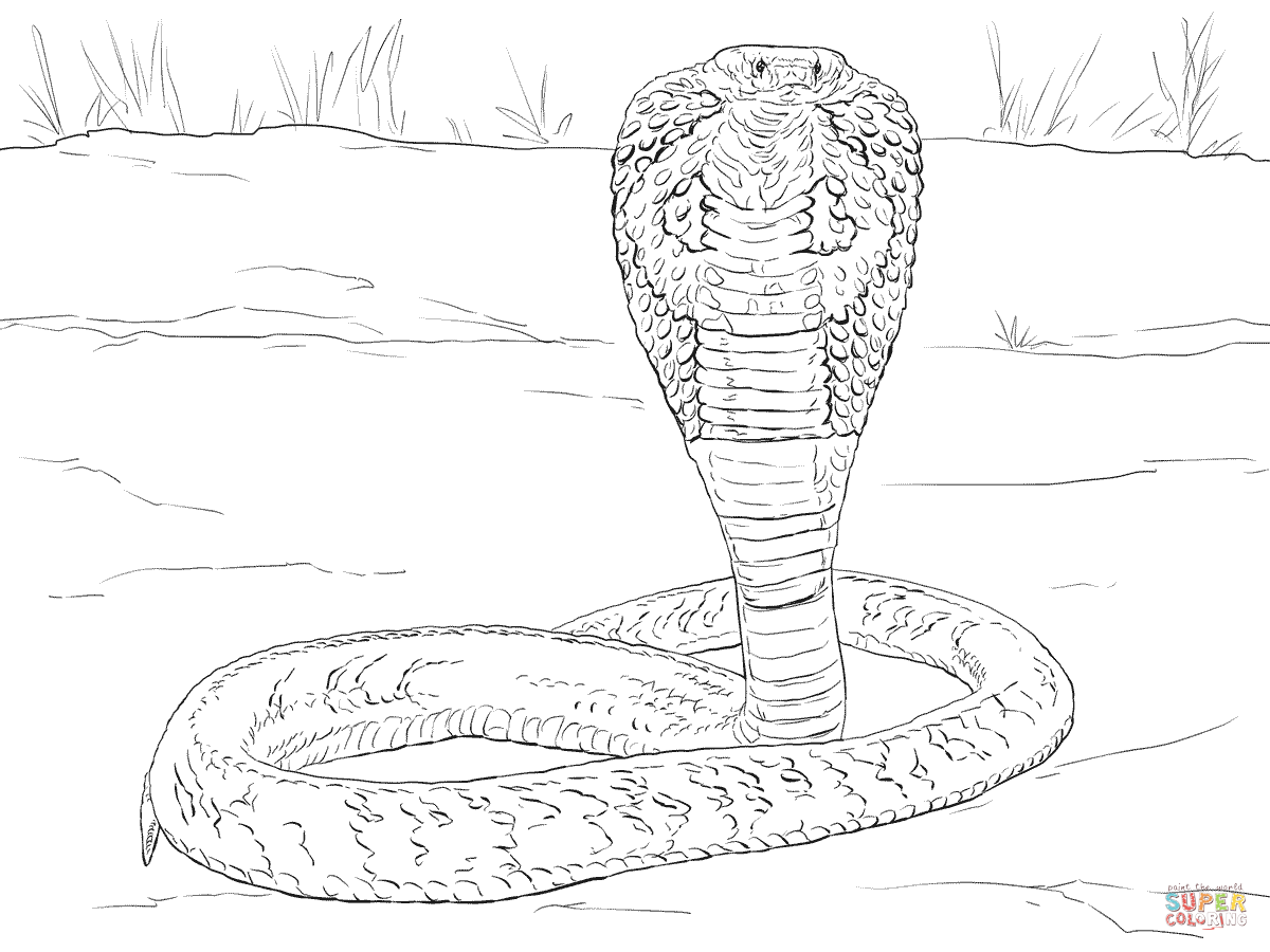 King Cobra Coloring Page