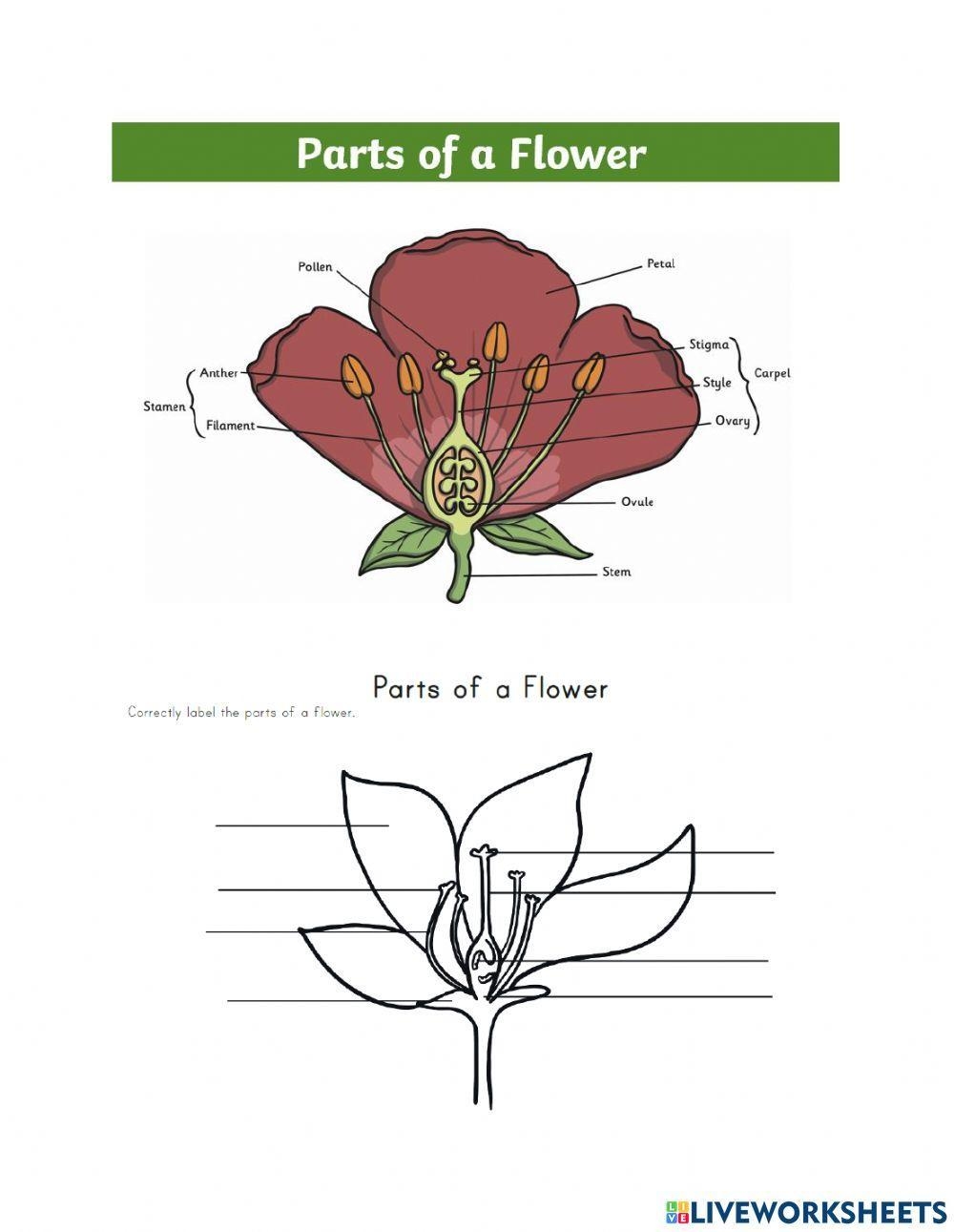 flower parts worksheet