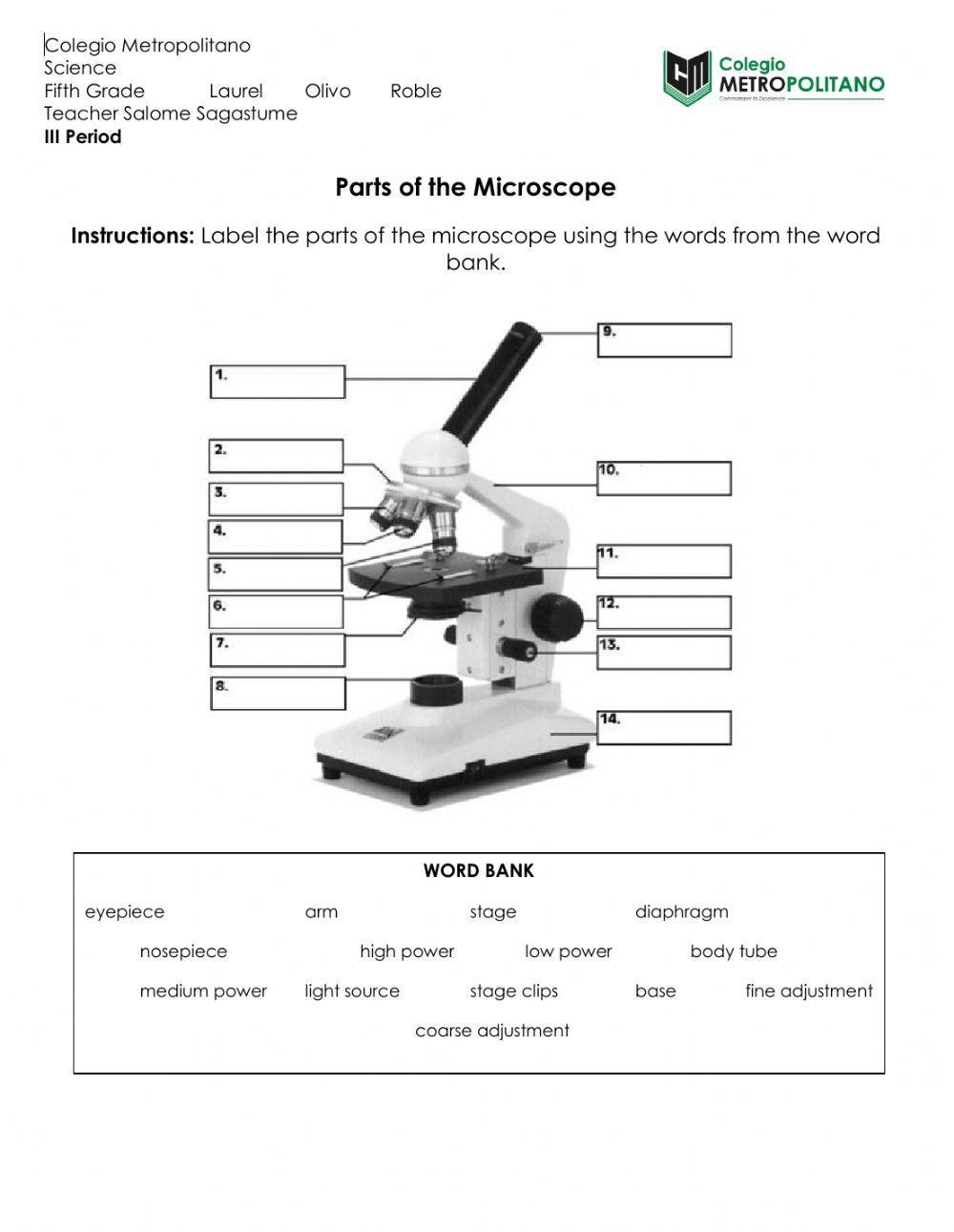 microscope worksheet