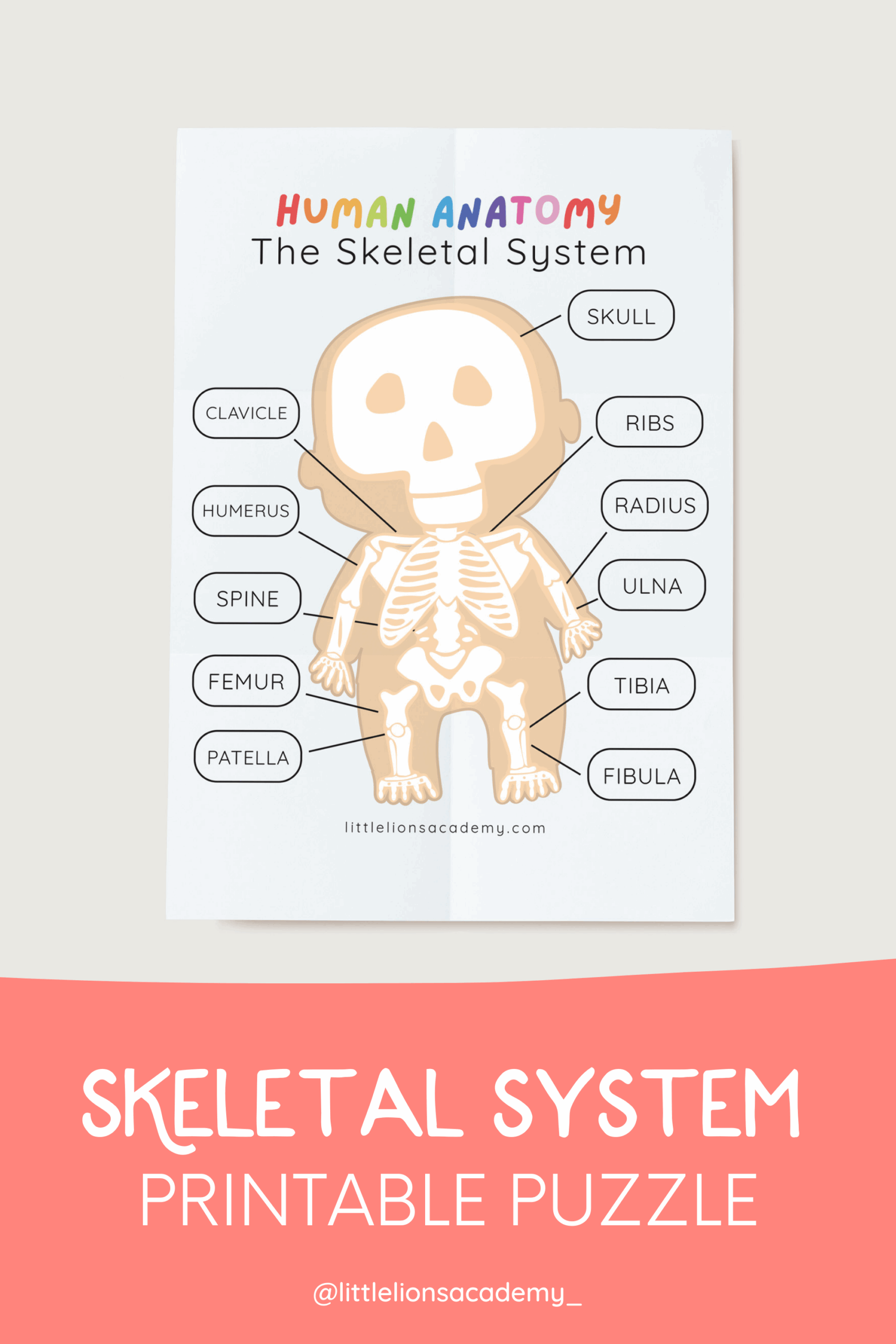Learn About The Skeletal System Basics With Our Printable Skeletal 