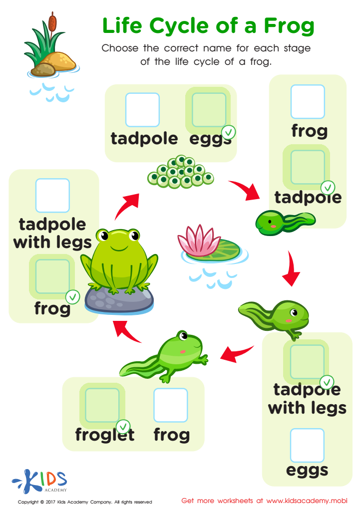 cycle of a frog life worksheet