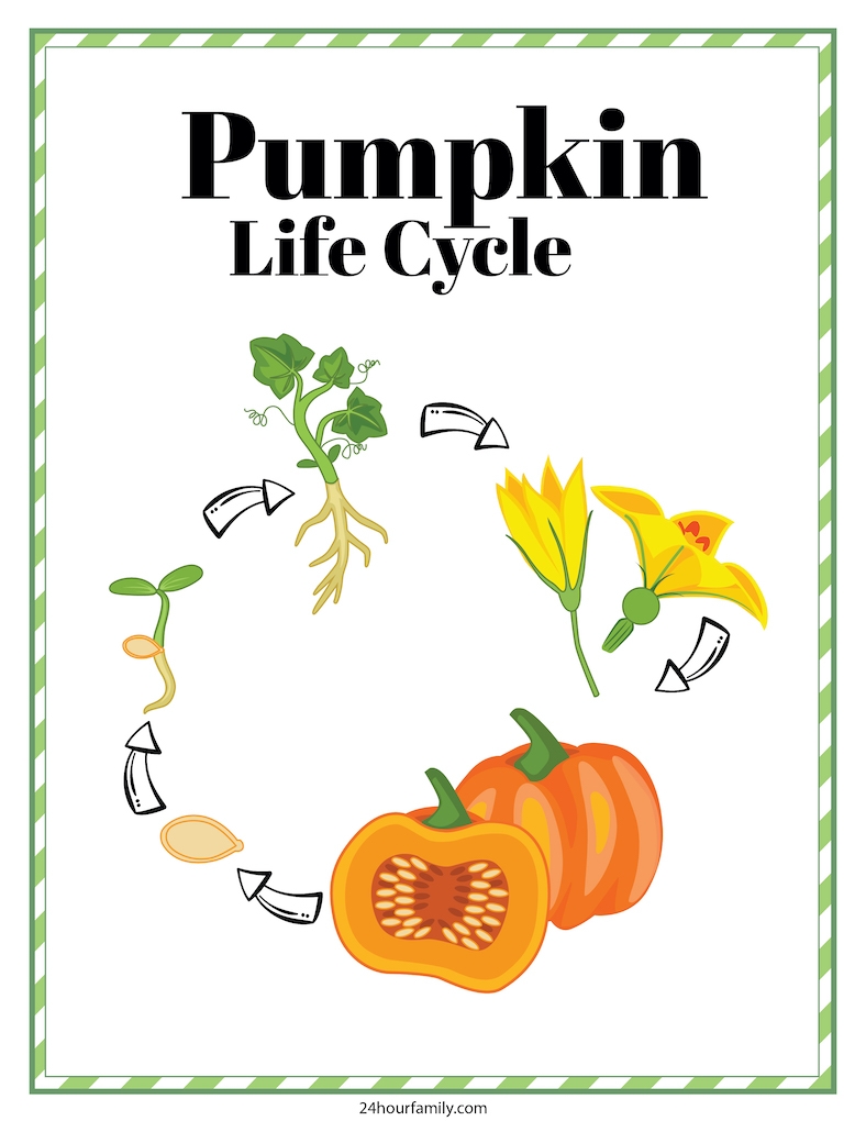 life cycle of a pumpkin worksheet