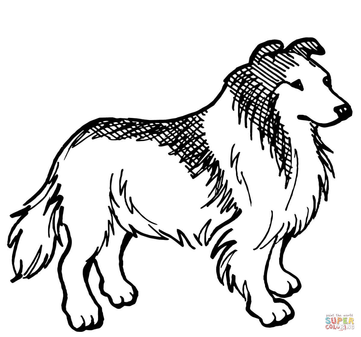 Lps Coloring Pages collie Coloring Home