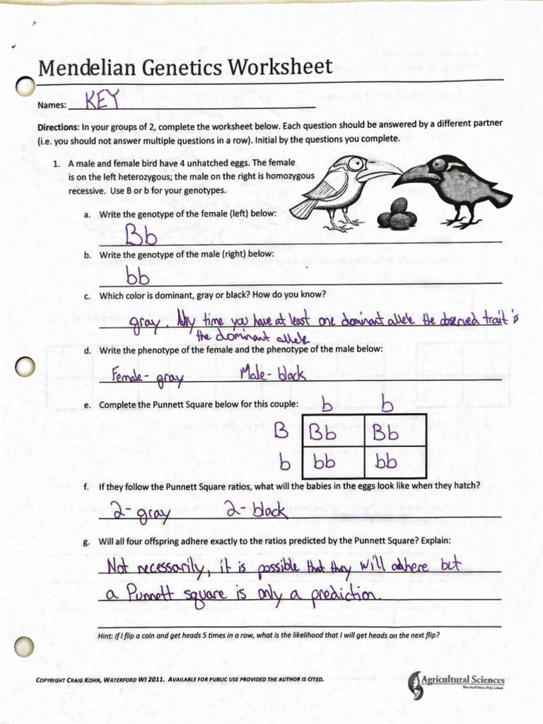 genetics worksheet