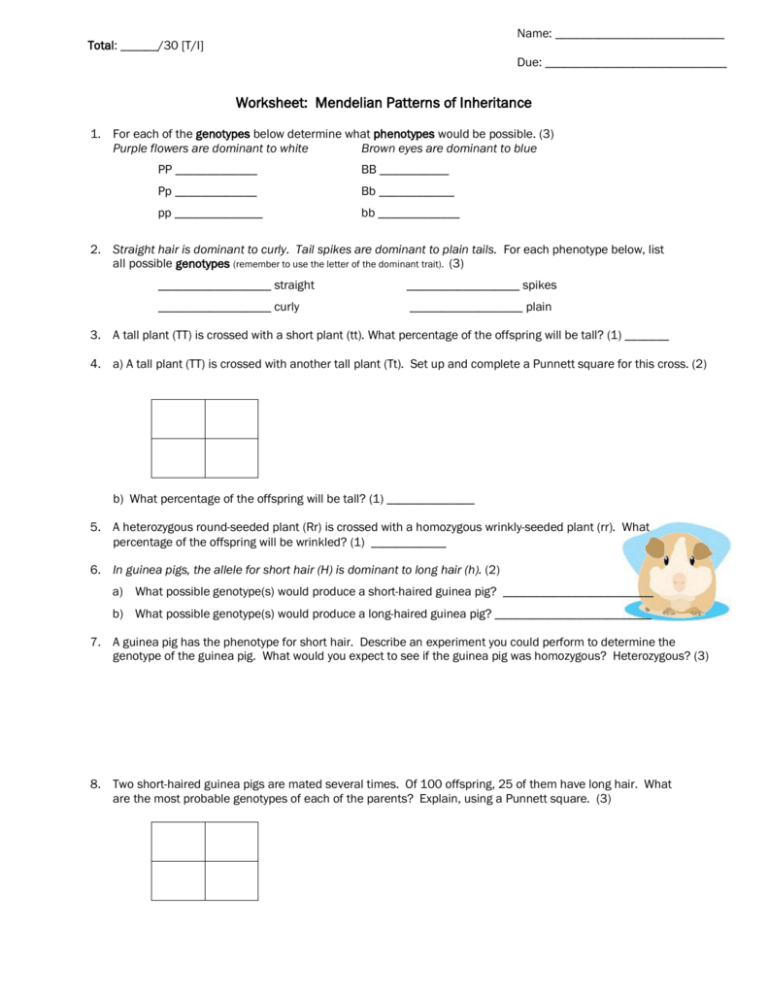 mendelian inheritance worksheet