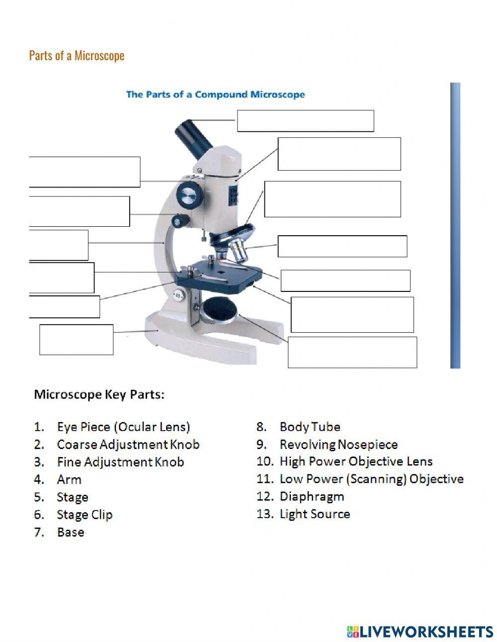 Microscope Labeling 1 PDF Worksheets Library