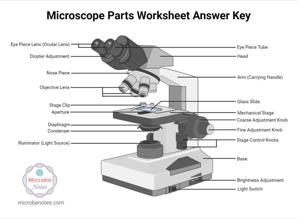 worksheet parts of a microscope
