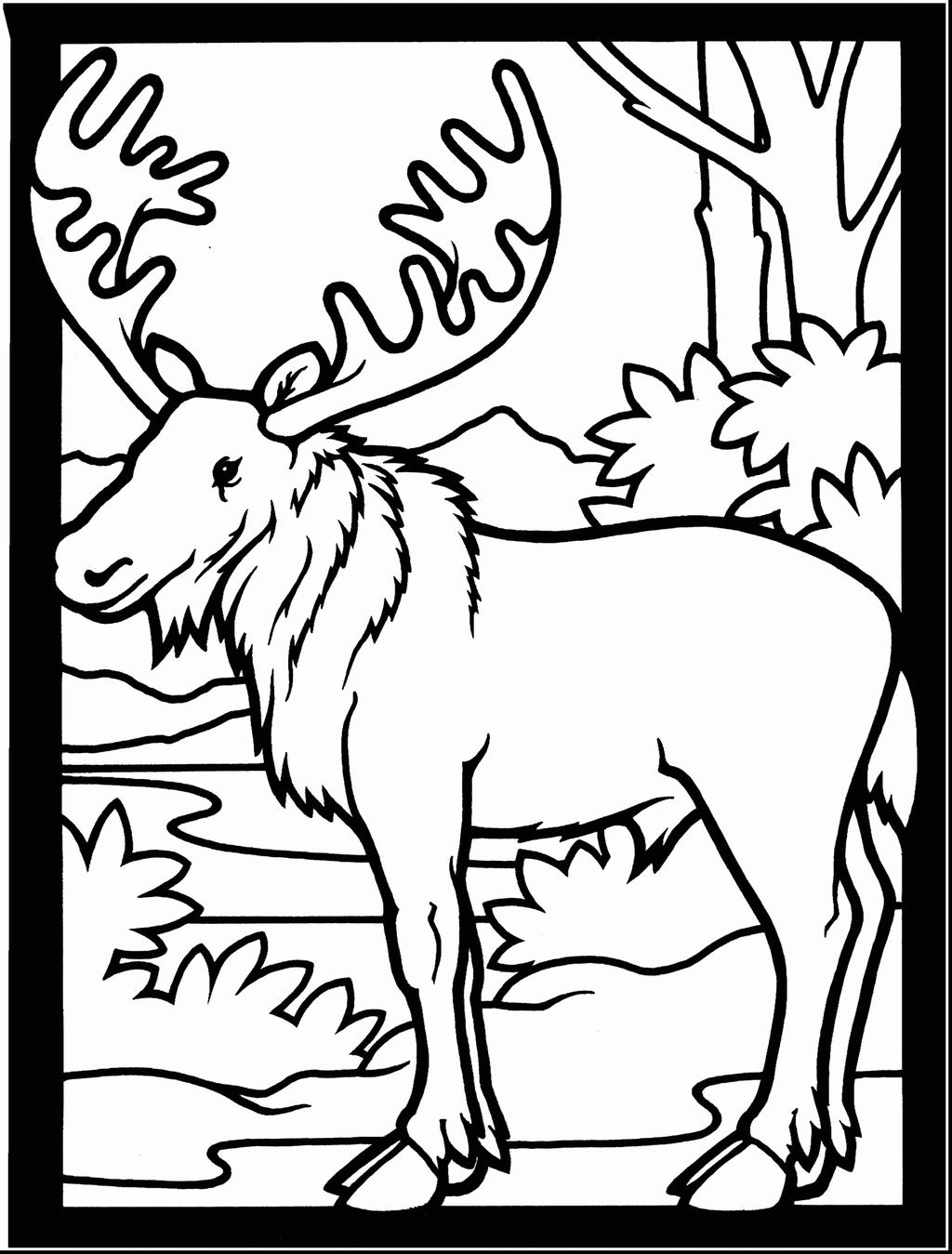 Moose Coloring Pages