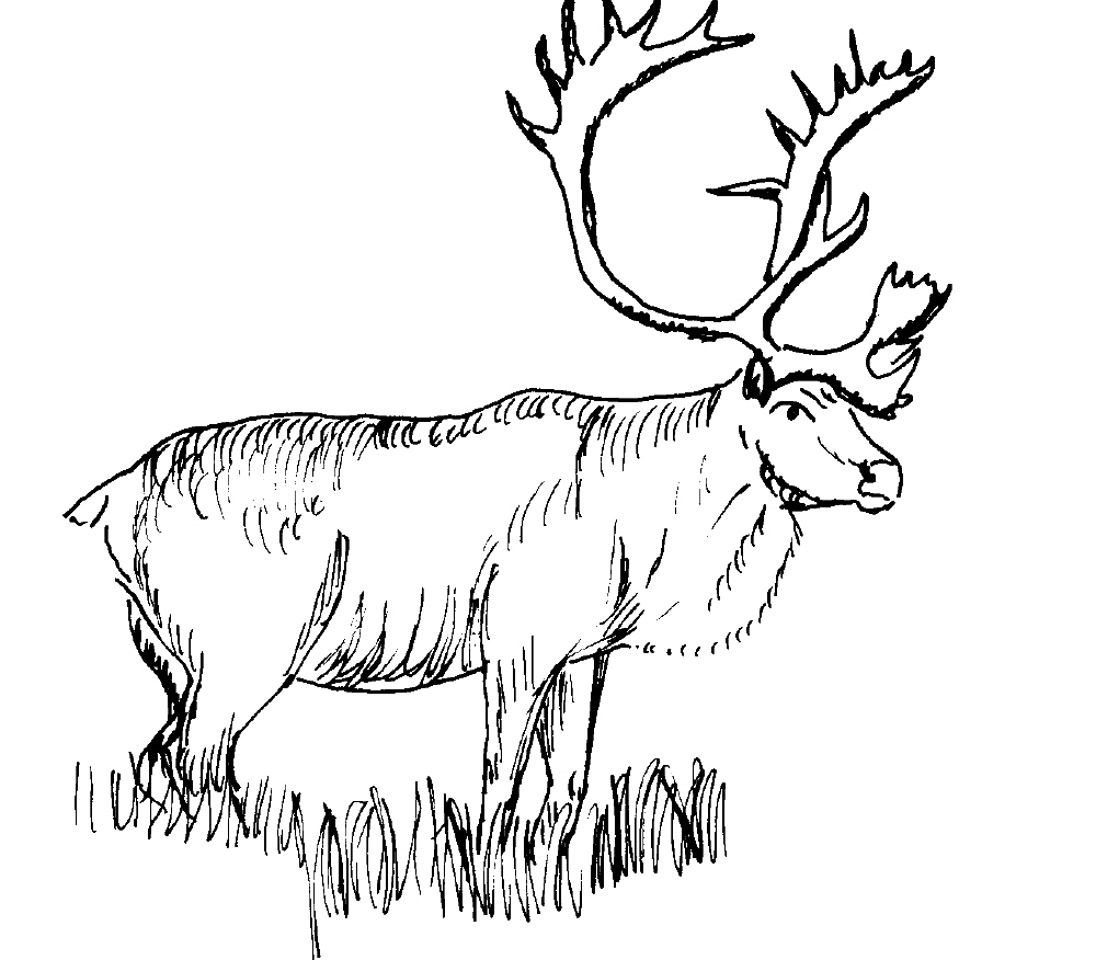 Moose Coloring Pages For Kids ColoringMe