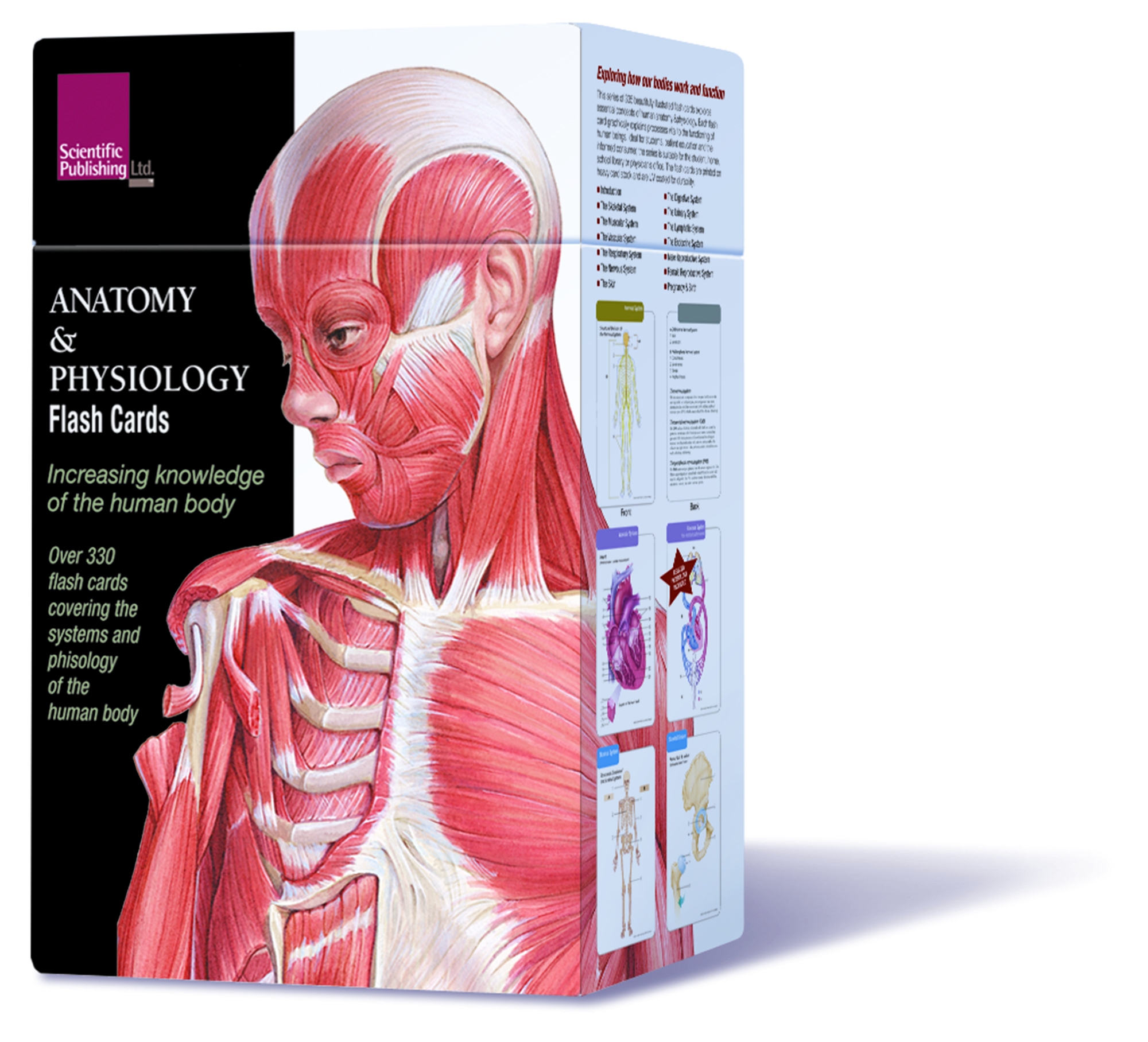 Muscle Anatomy Flash Cards And Anatomy Flash Cards Printable Free 