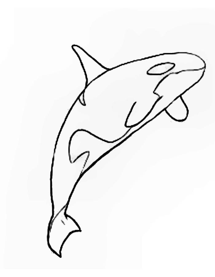 Orca Coloring Pages