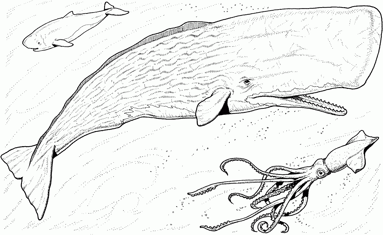 Orca Whale Coloring Page Coloring Home