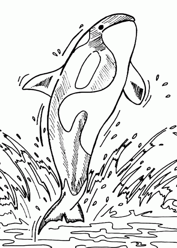 Orca Whale Coloring Page Coloring Home