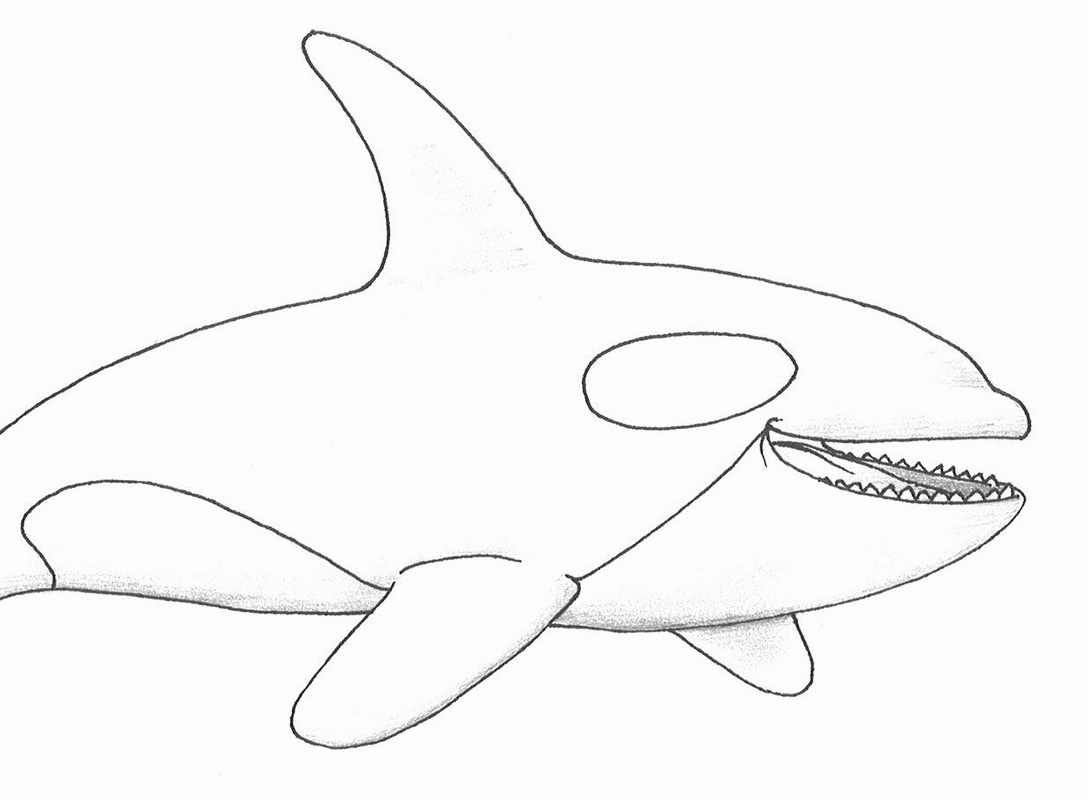 Orca Whale Coloring Page