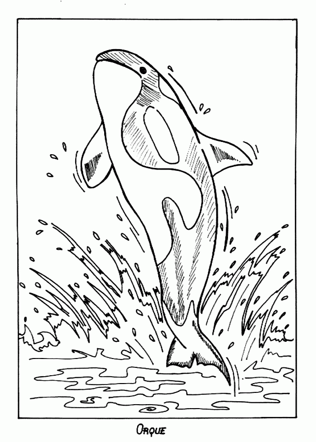 Orca Whale Coloring Page Coloring Home