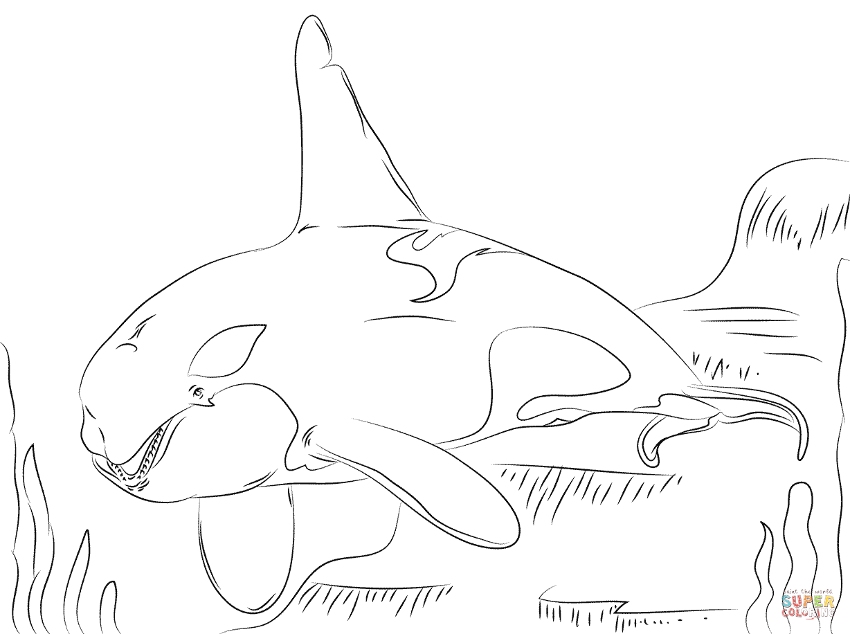 Orca Whale Coloring Pages Coloring Home