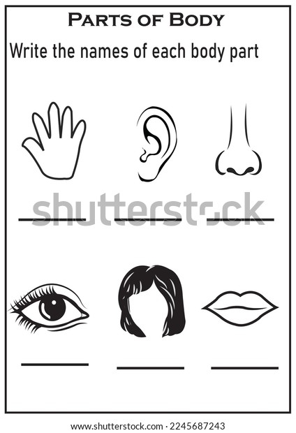 Parts Body Worksheet Preschool Stock Illustration 2245687243 Shutterstock