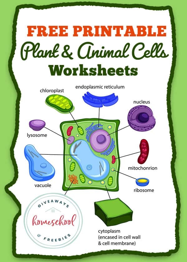 Plant And Animal Cells Diagram TPT Worksheets Library