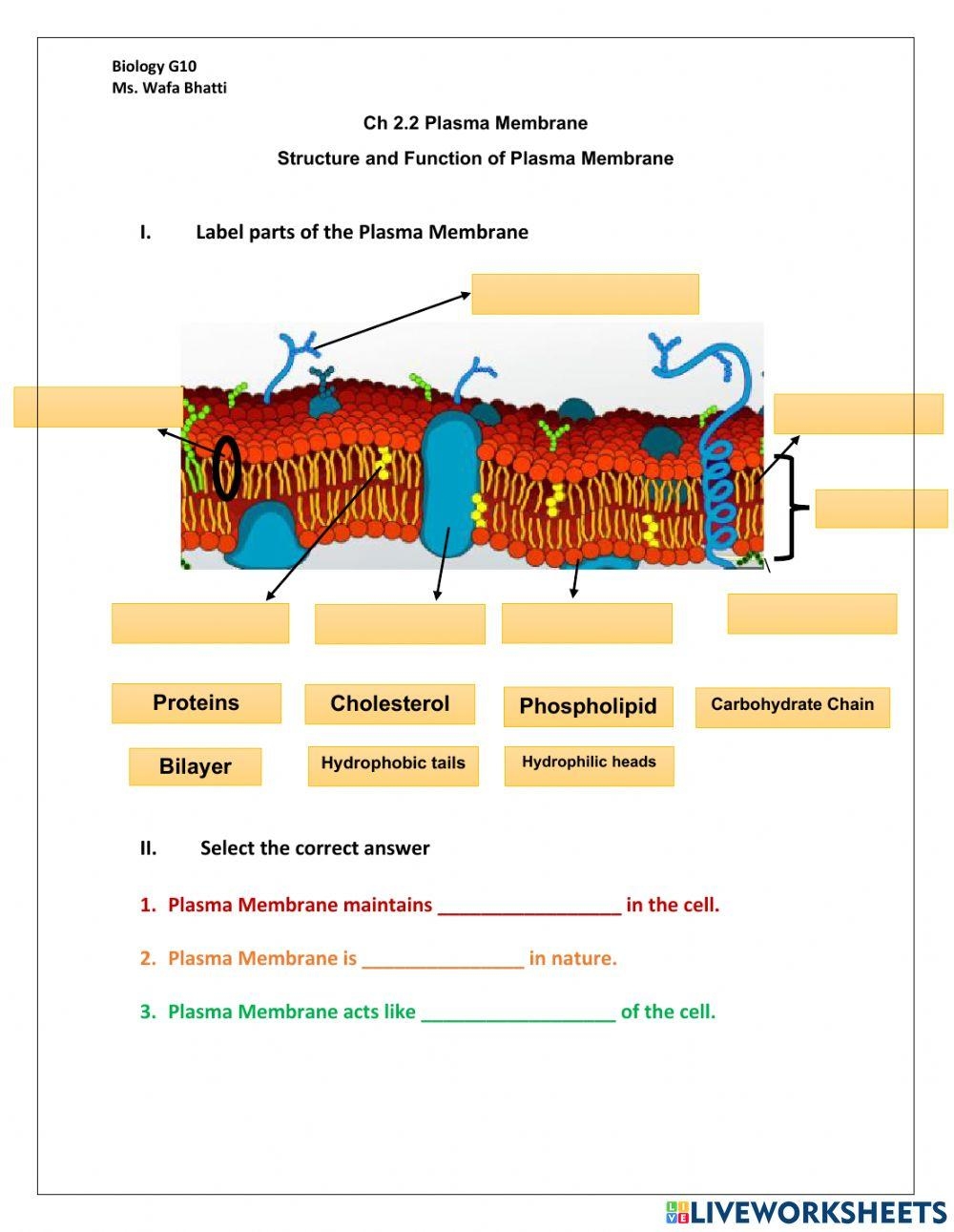 cell membrane worksheet