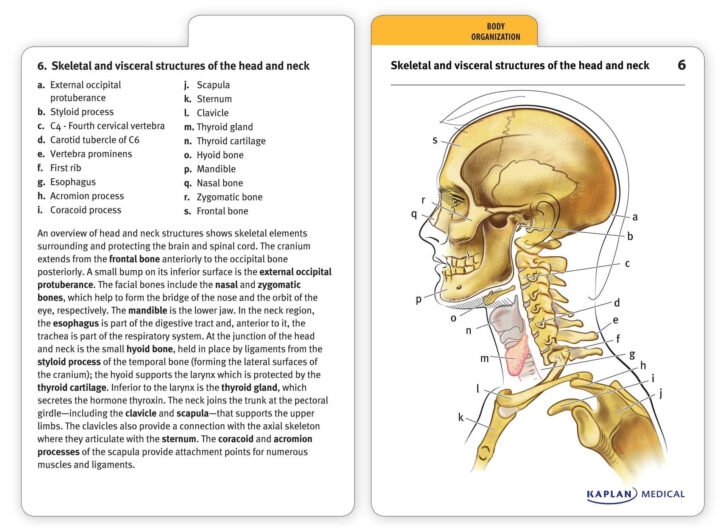 Printable Anatomy Flash Cards Anatomy Worksheets