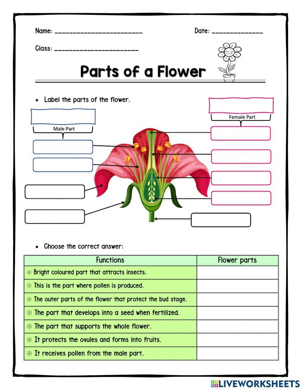 Printable Parts Of A Flower Worksheets For Kids Worksheets Library