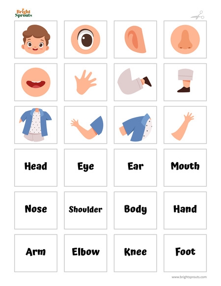 Printable Preschool Body Parts