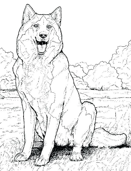 Printable Realistic Animal Coloring Pages At GetColorings Free 