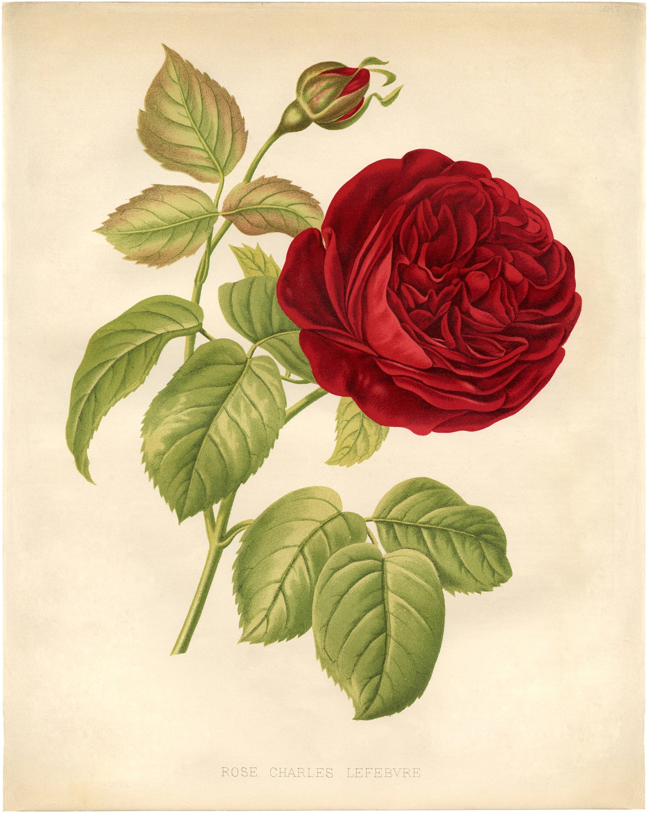 printable roses pictures