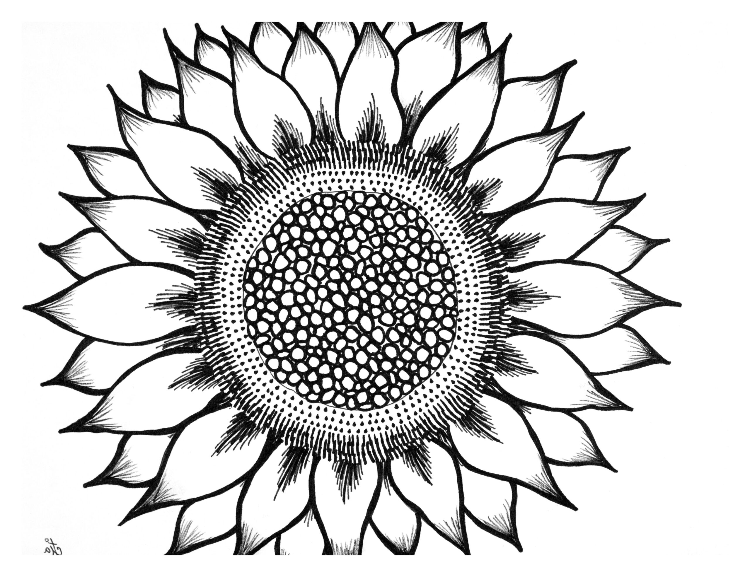 Printable Sunflower Outline
