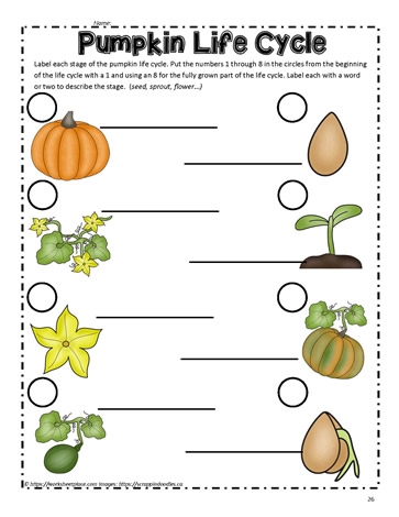 Pumpkin Life Cycle Exercise Worksheets