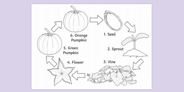 Pumpkin Life Cycle Worksheet Worksheets Library