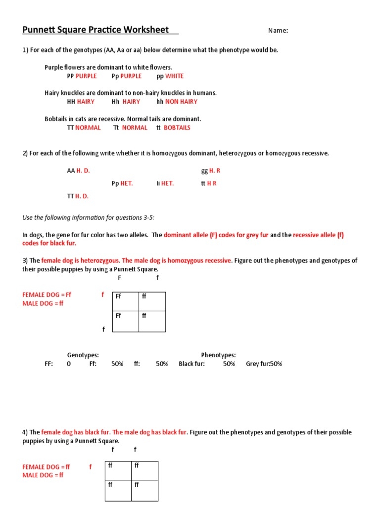 Punnett Square worksheet STD 10 Answer Key PDF Genotype 