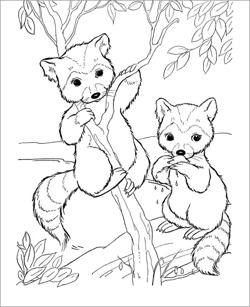 Raccoon Coloring Pages ColoringBay