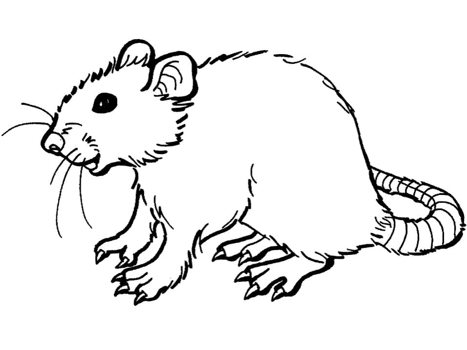 Rat Free Printable Coloring Page Free Printable Coloring Pages For Kids