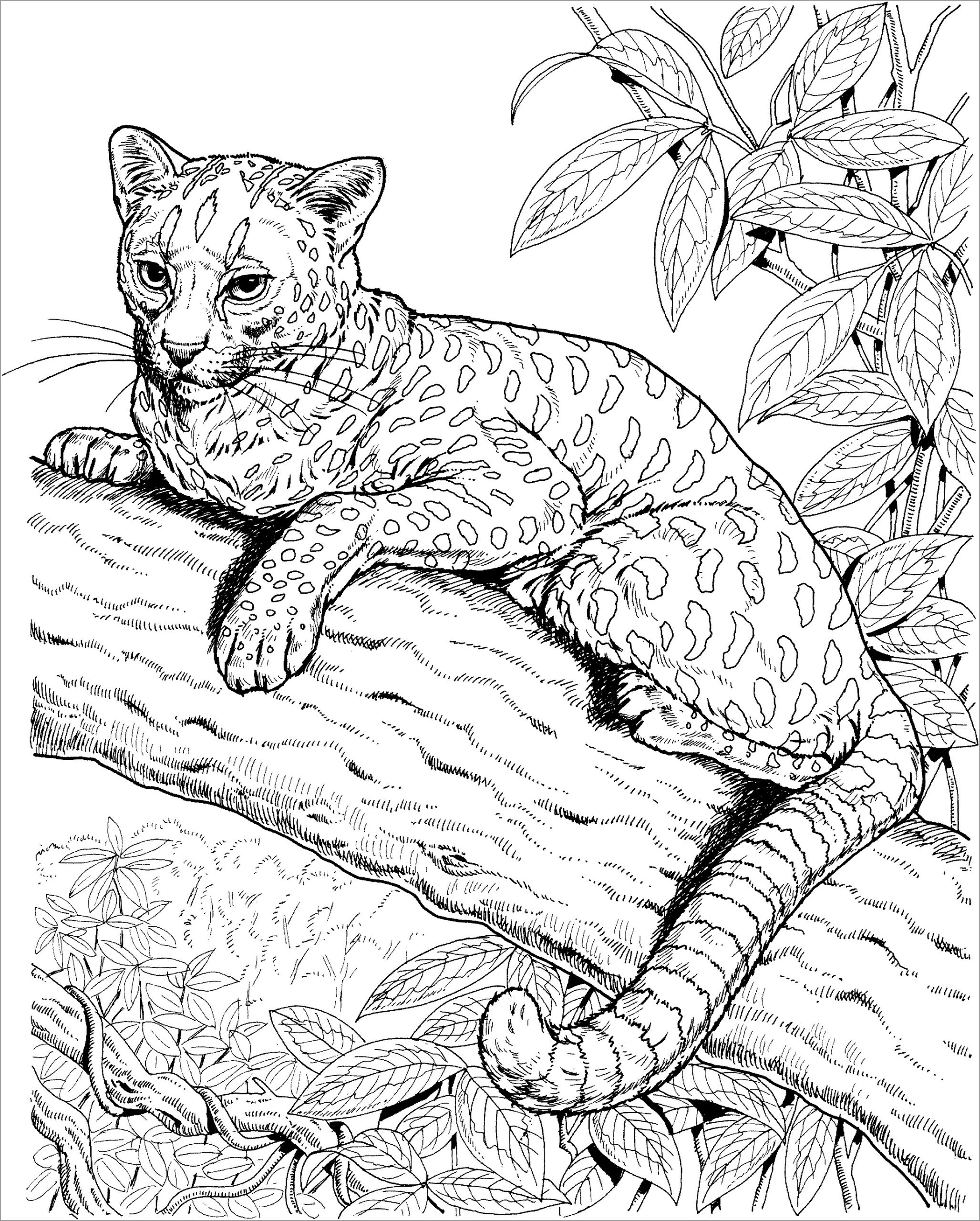 printable coloring pages realistic animals