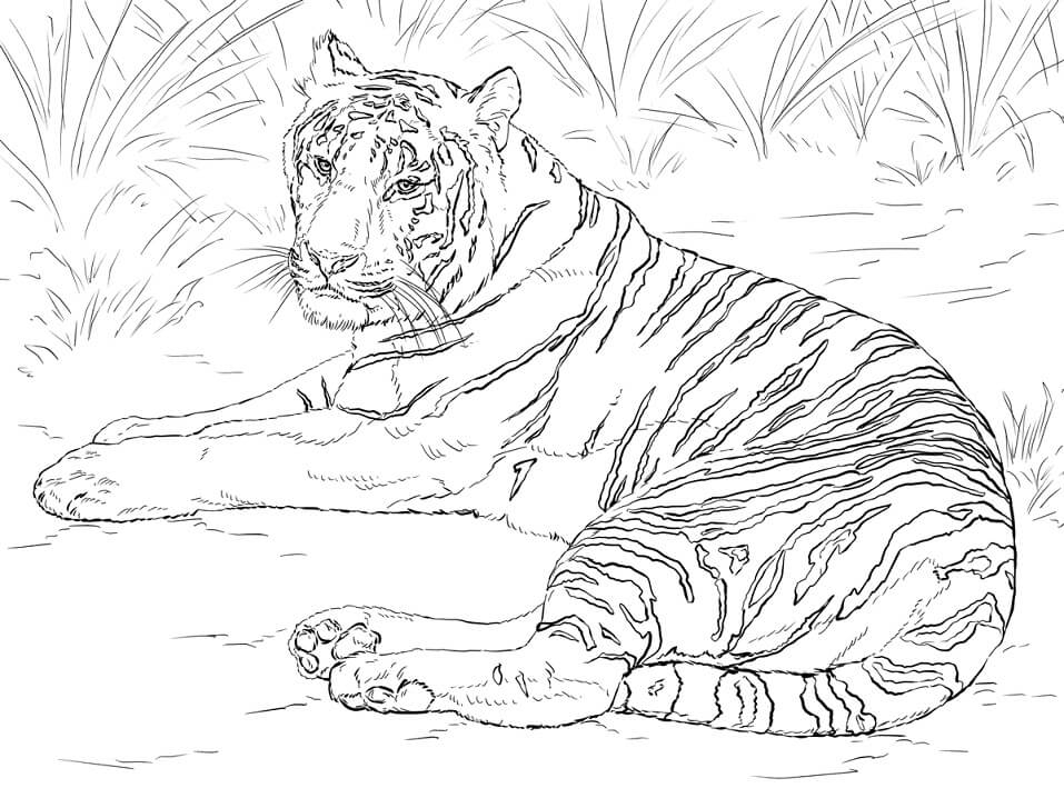 printable coloring pages realistic