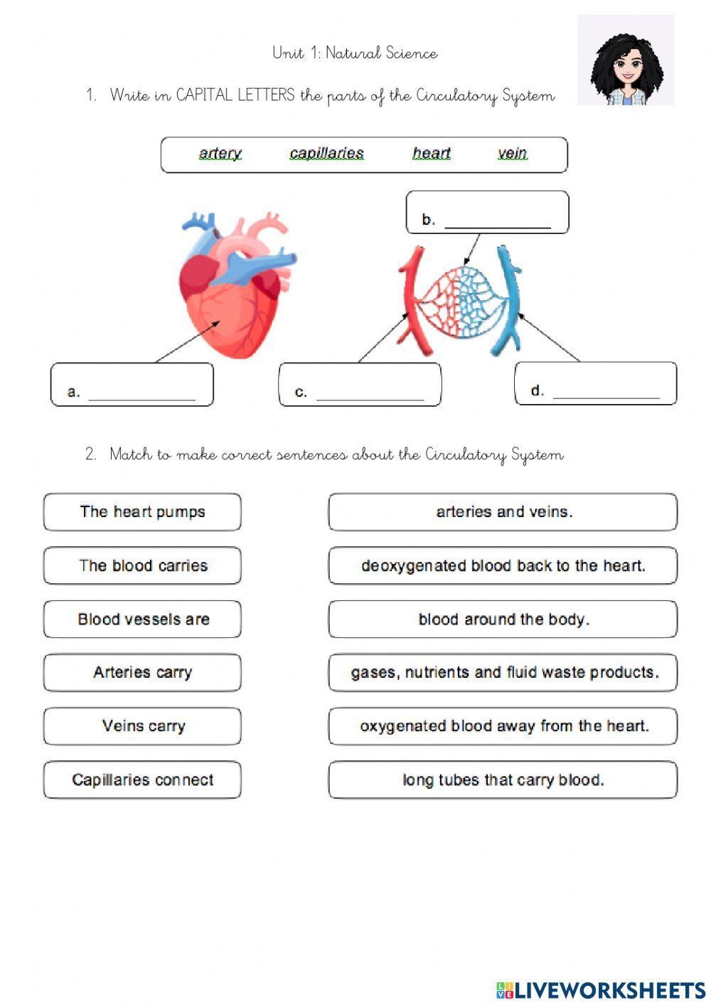 Respiratory System And Circulatory System Worksheet Live Worksheets
