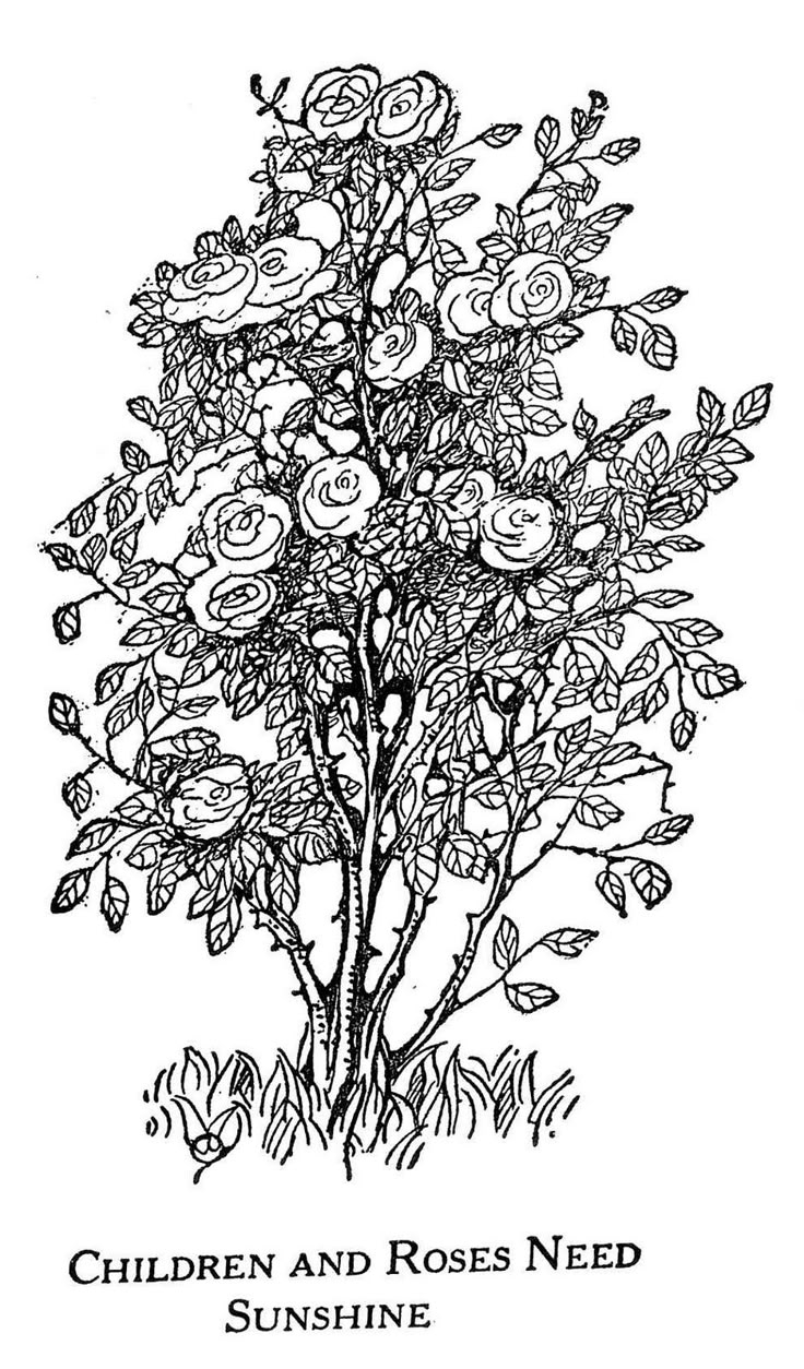 Rose Bush Coloring Pages