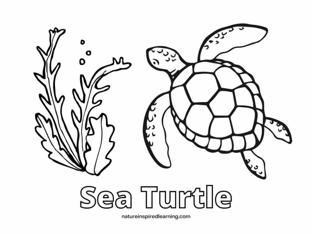 Coloring Page Of A Sea Turtle