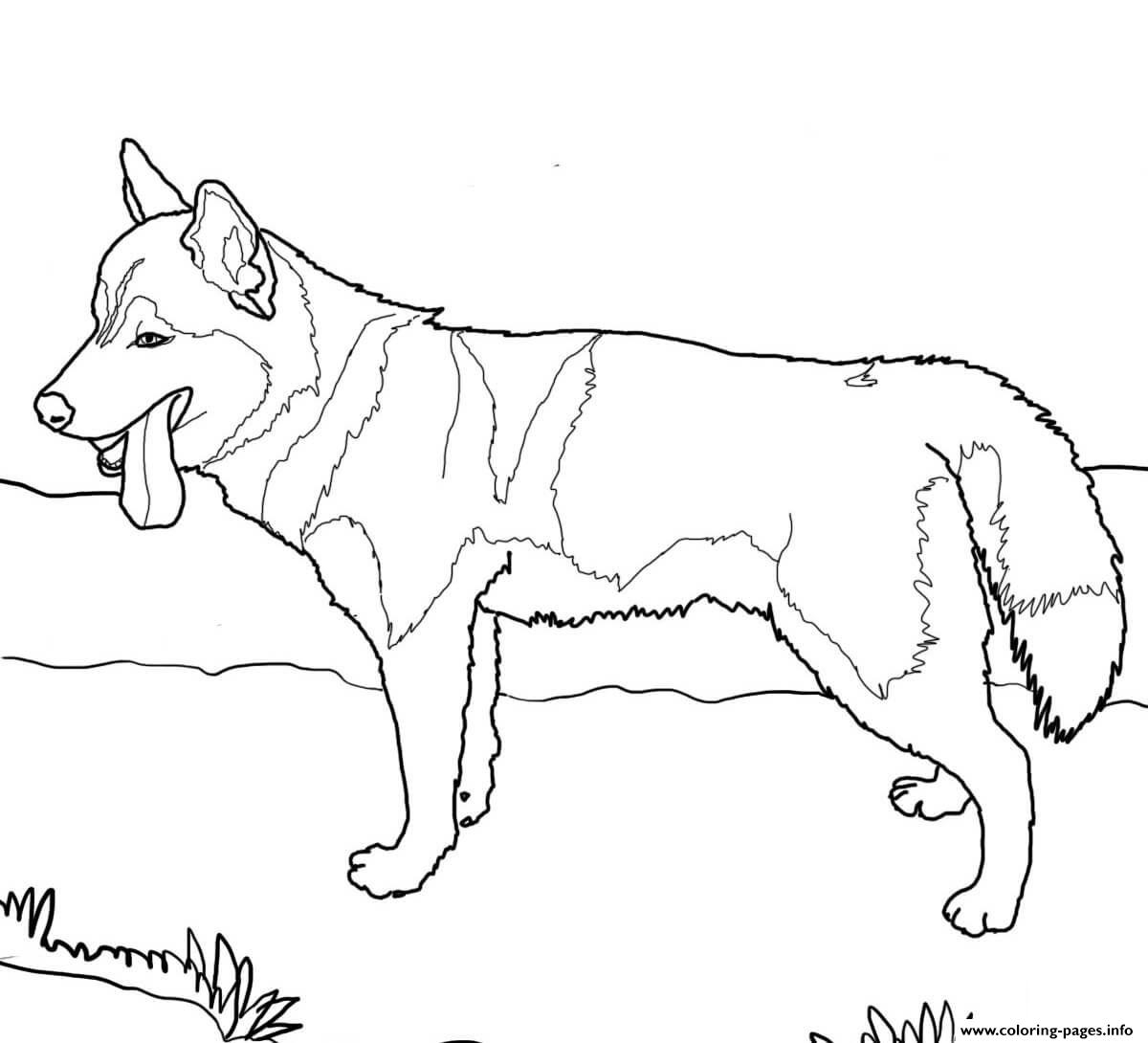 Siberian Husky Dog Coloring Page Printable