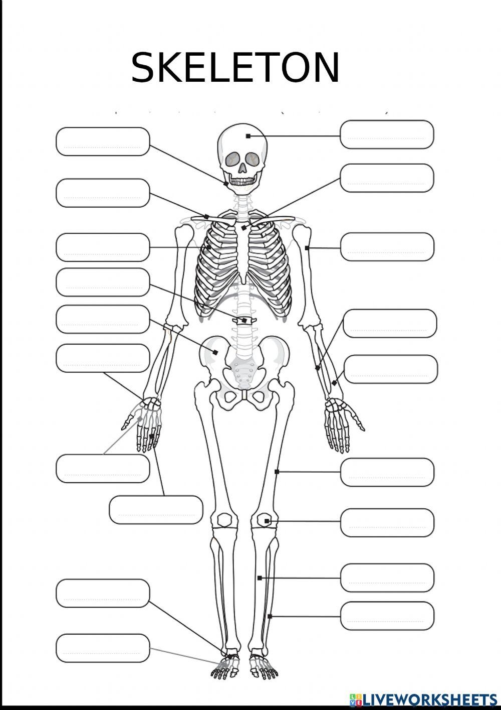 Skeletal System Labeling Bundle High School College Worksheets 