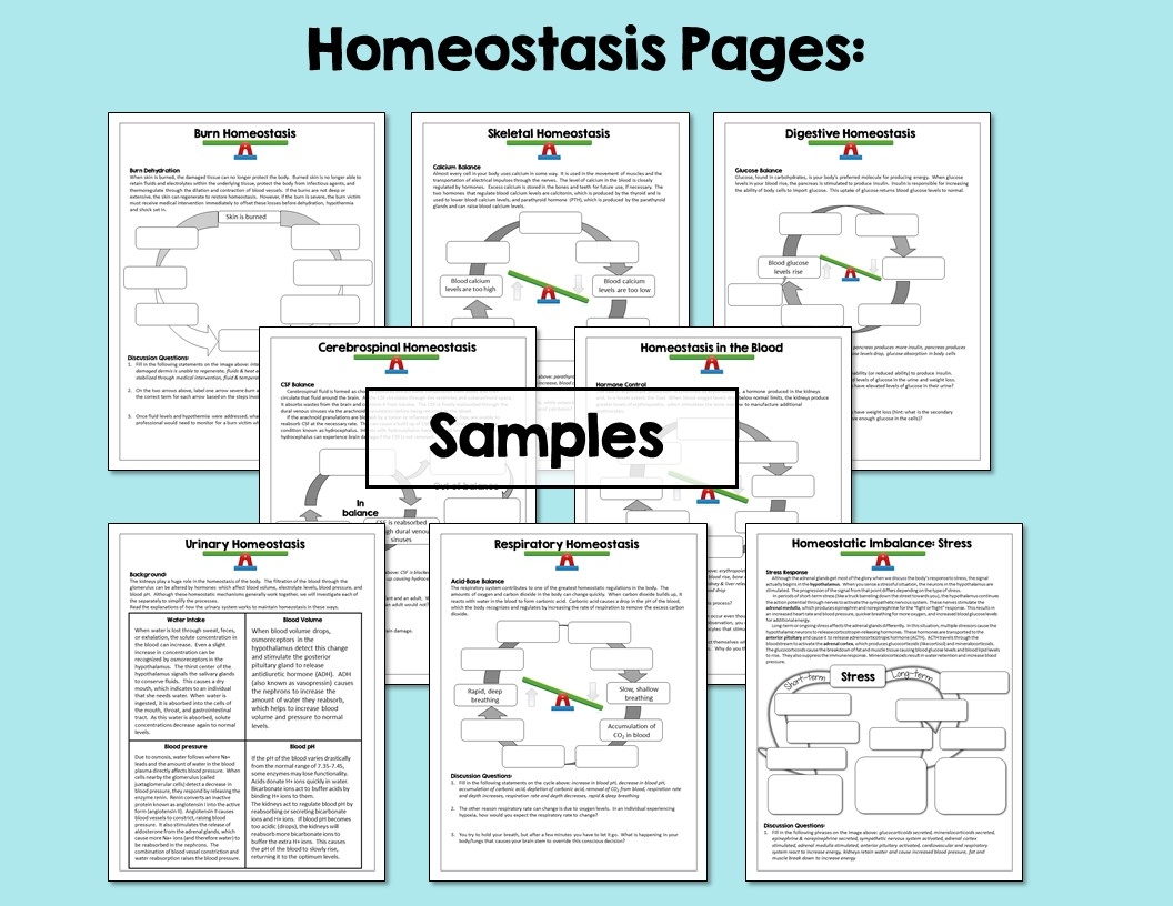 Skills Extensions For Anatomy Lessons Suburban Science Worksheets