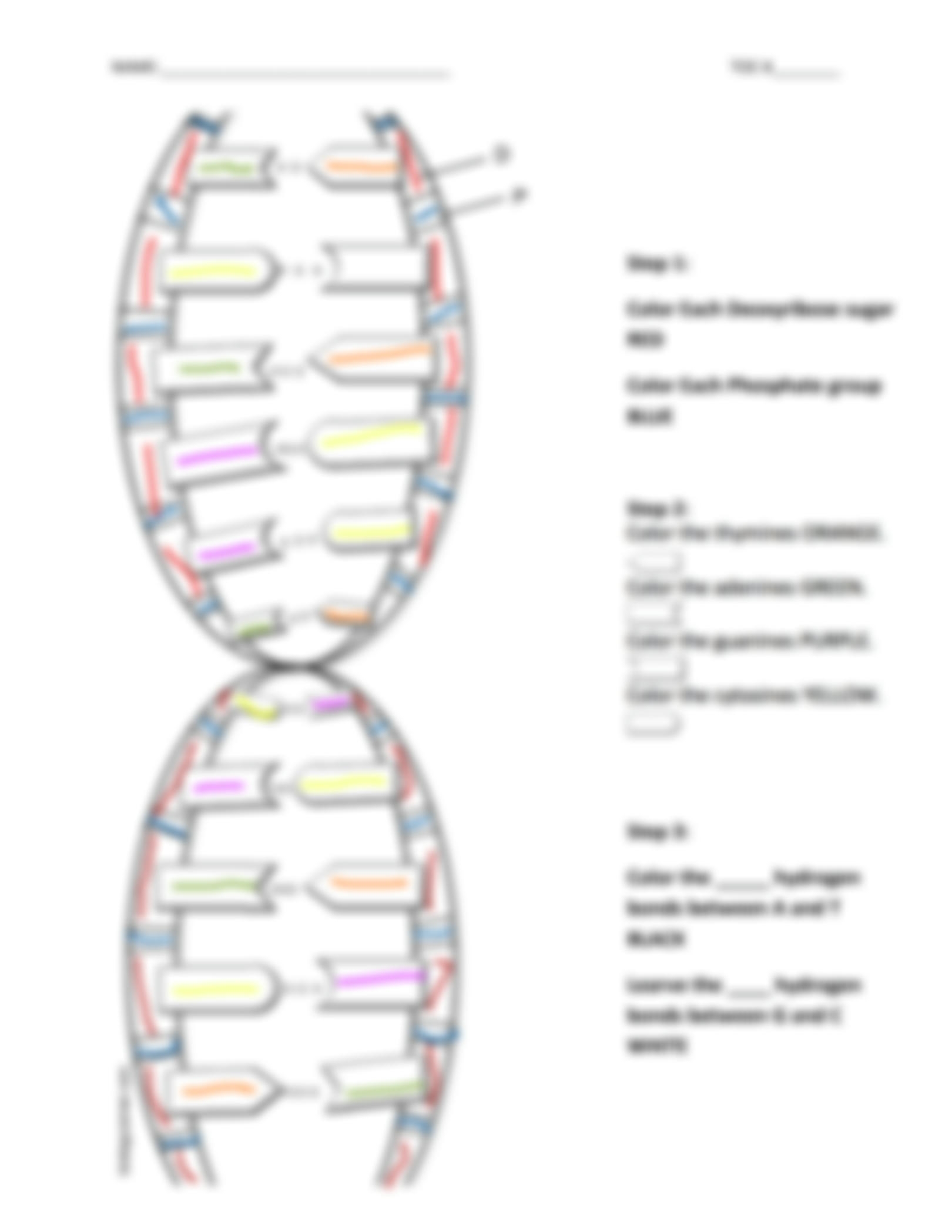 SOLUTION Kami Export Charles Powell Dna Structure Worksheet 